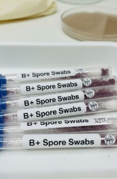 B+ Spore Swabs